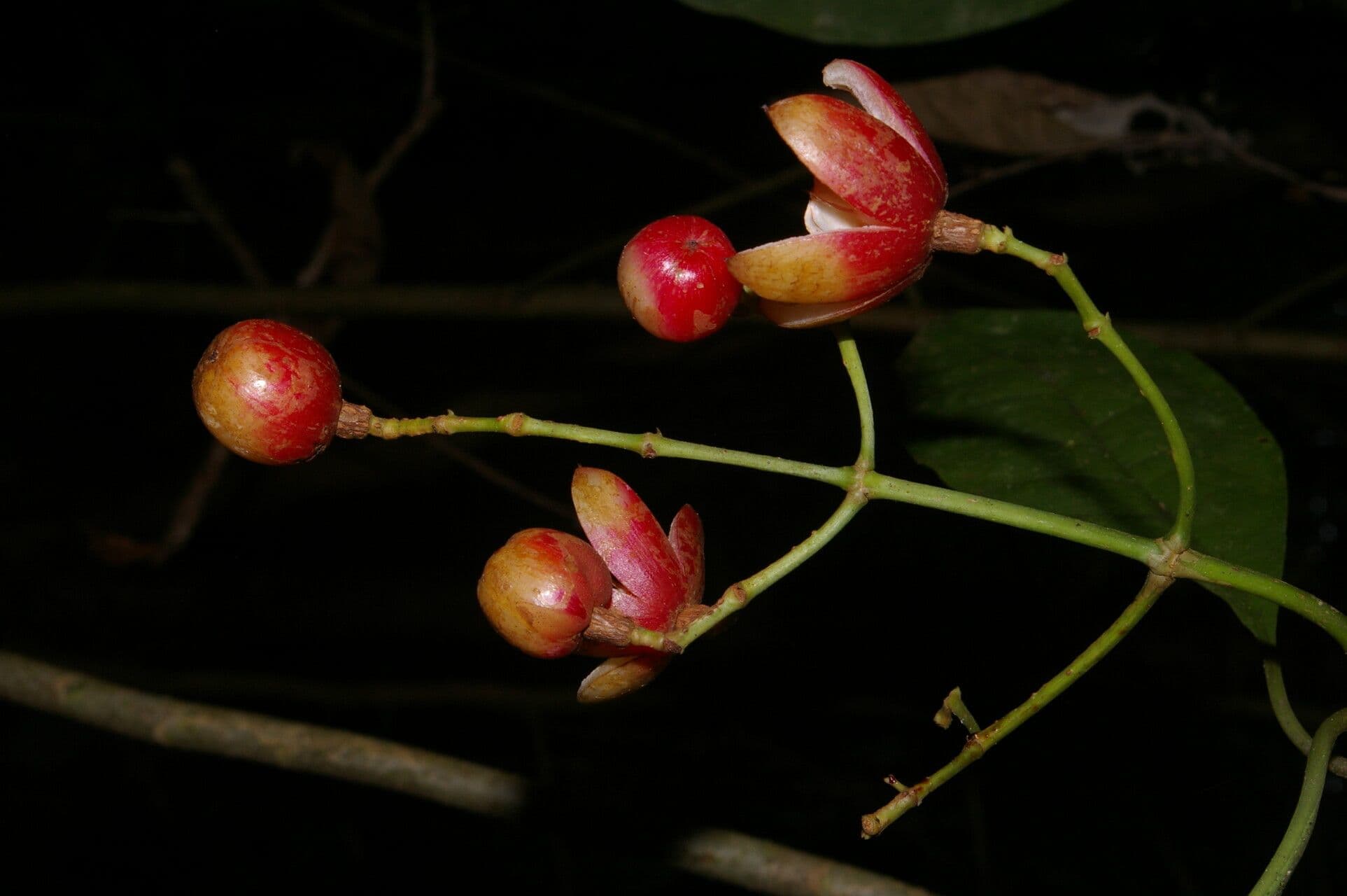 Chrysochlamys glauca