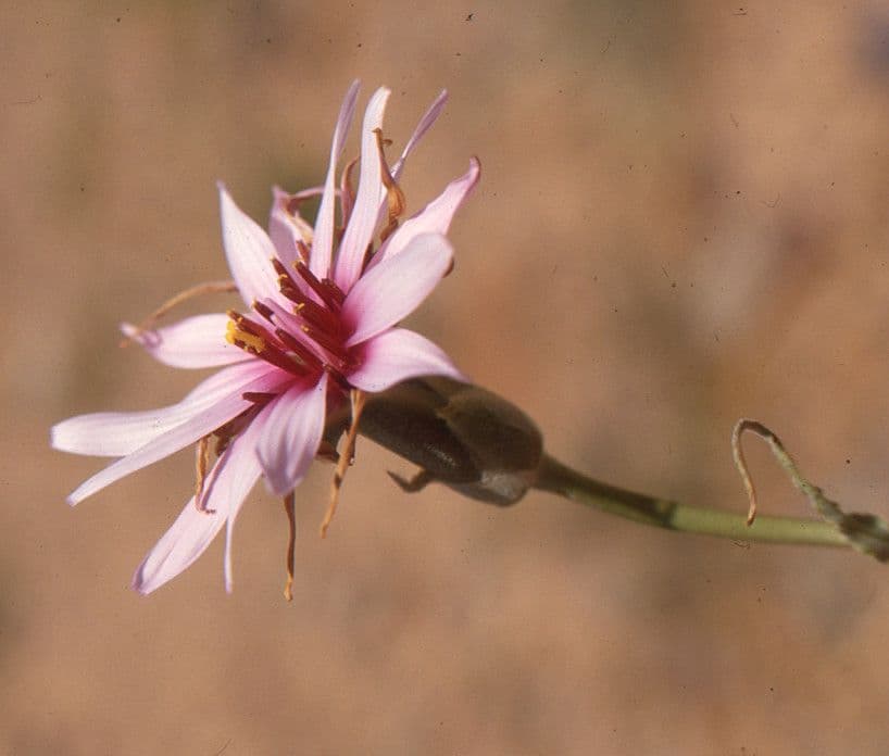 Catananche a ciuffi 3