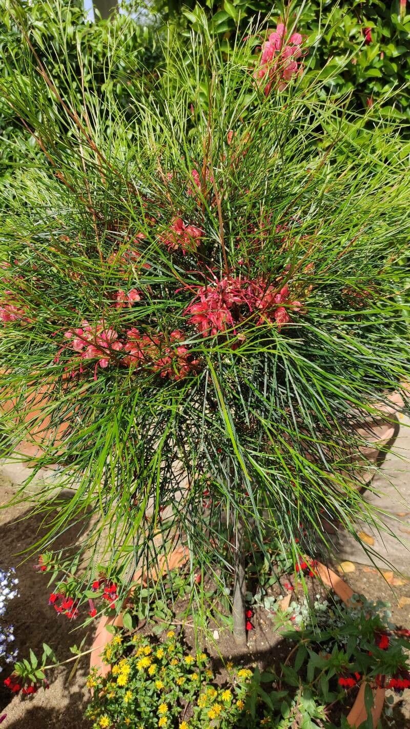 Grevillea Johnsonova 7