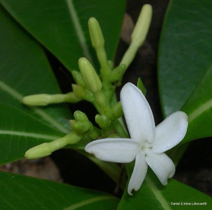 Ochrosia eliptická 8