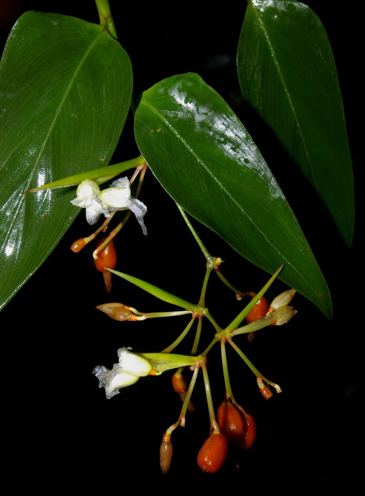 Stromanthe tonckat 4