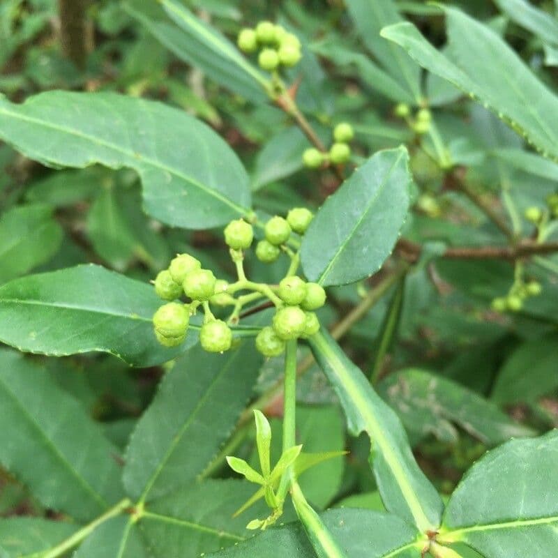 Zanthoxylum