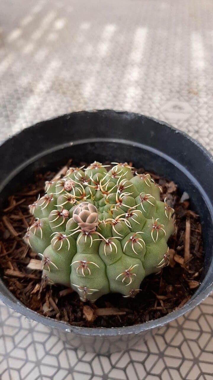 Cactus a palla 15
