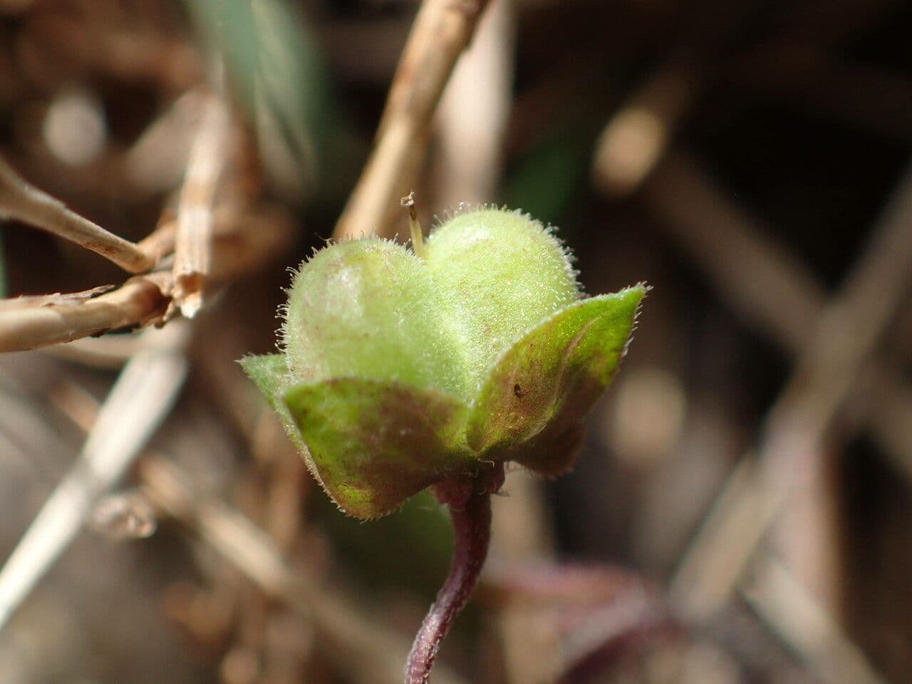 Veronica lucida 3