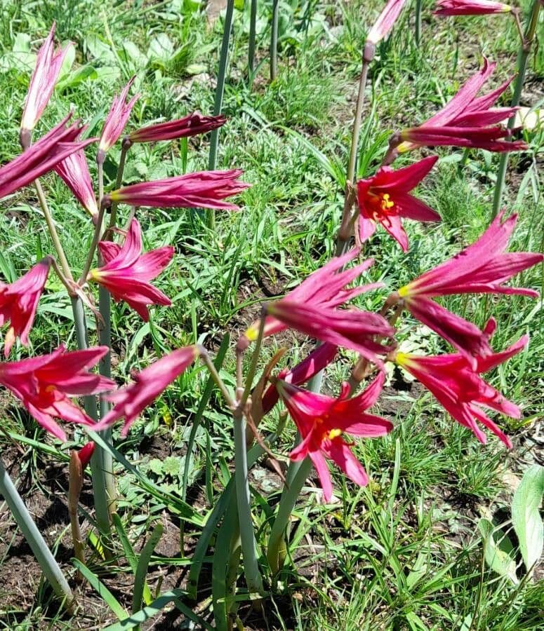 Rhodophiala 9