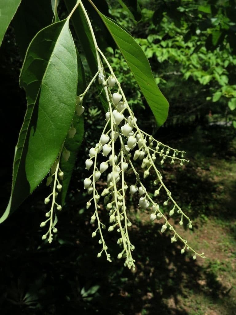 Oxydendrum 3