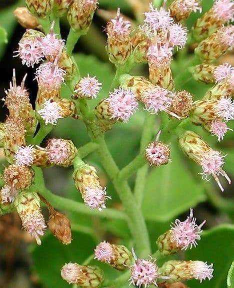 Pluchea indica 5