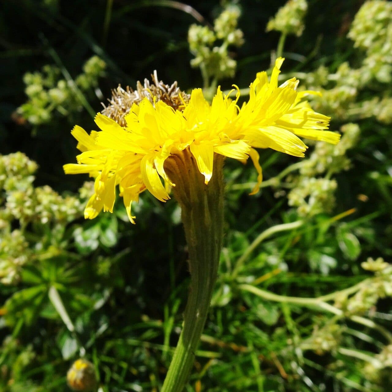 Crepis conyzifolia 10
