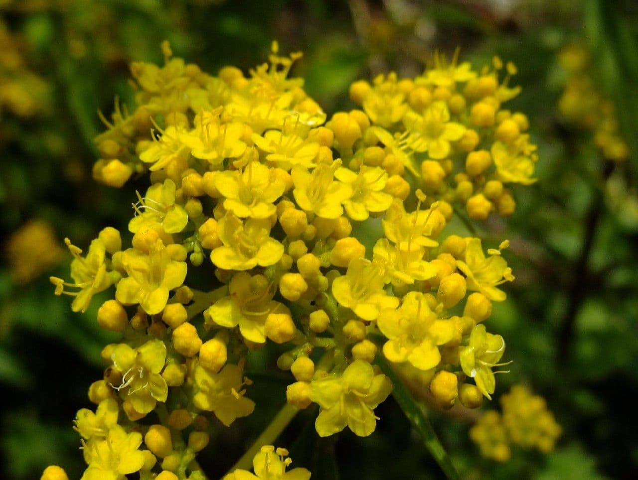 Patrinia 3