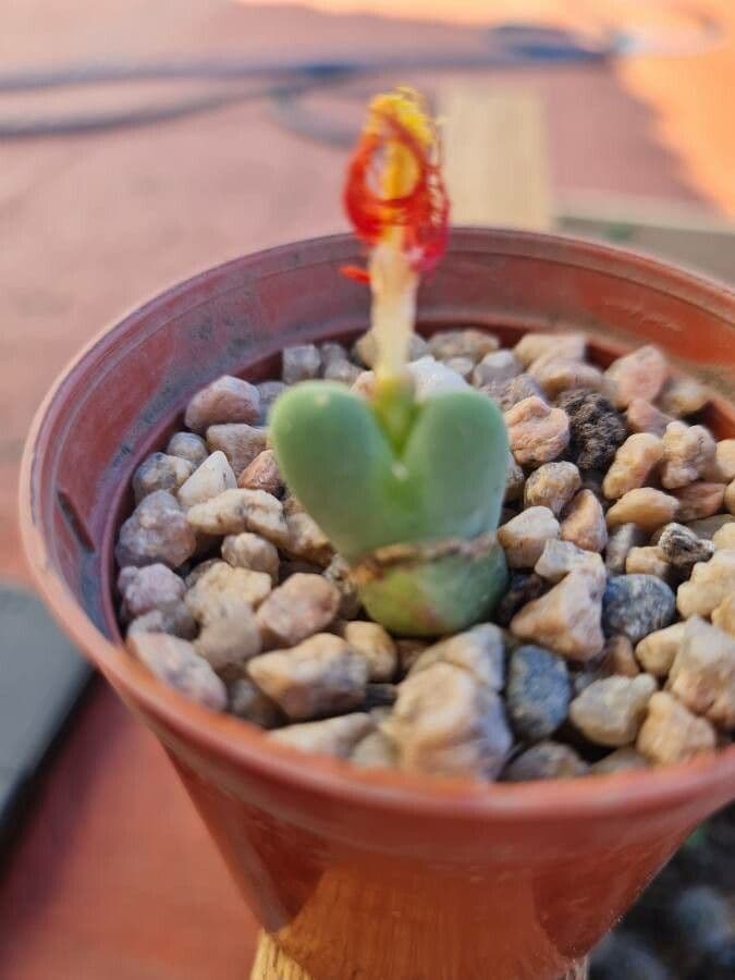 Conophytum 7