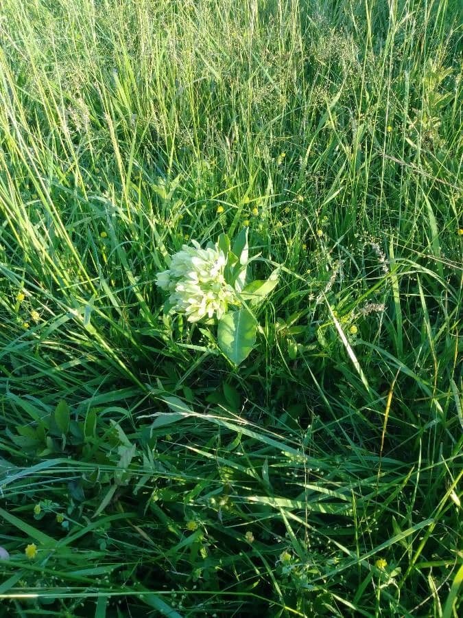 Asclepias viridis 14