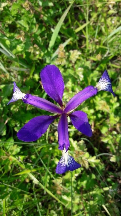 Iris spuria 5