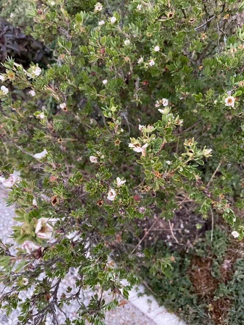 Escallonia 4