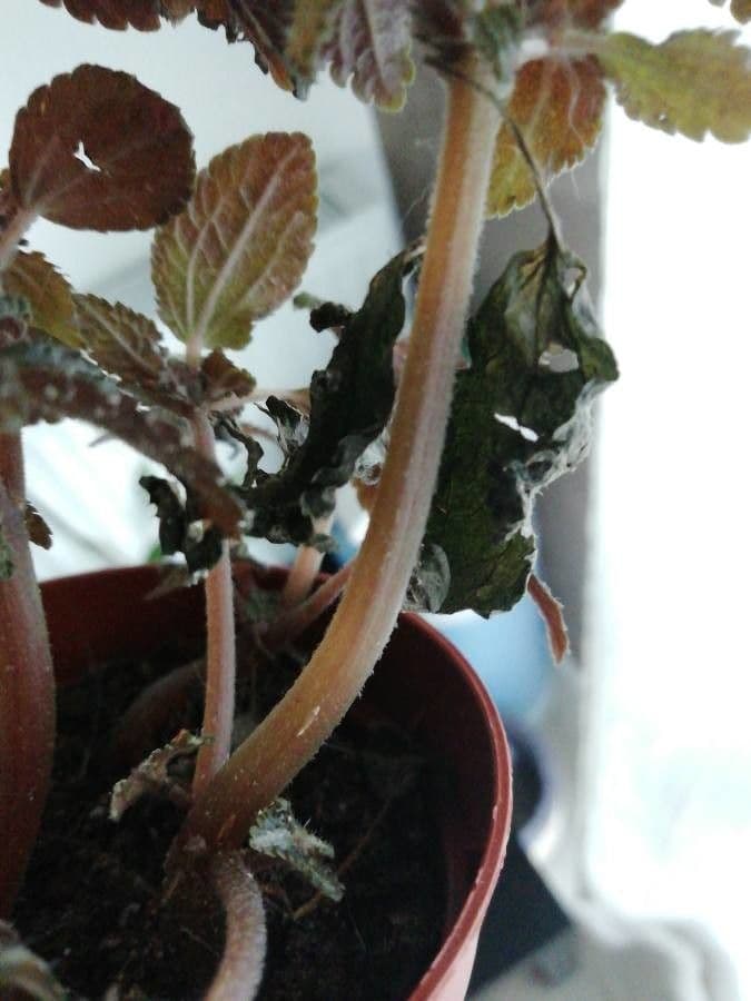 Pilea 16