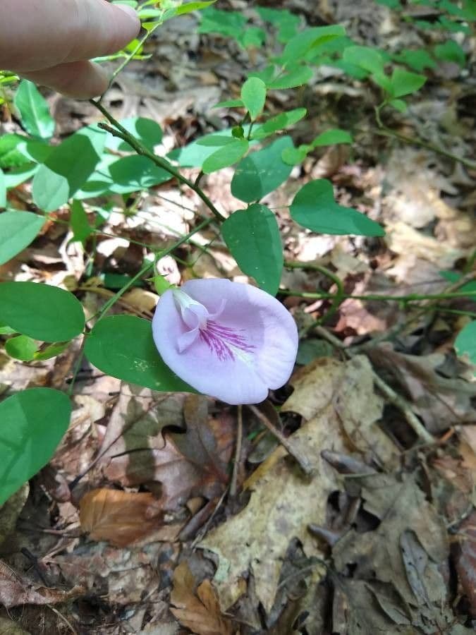 Clitoria 5