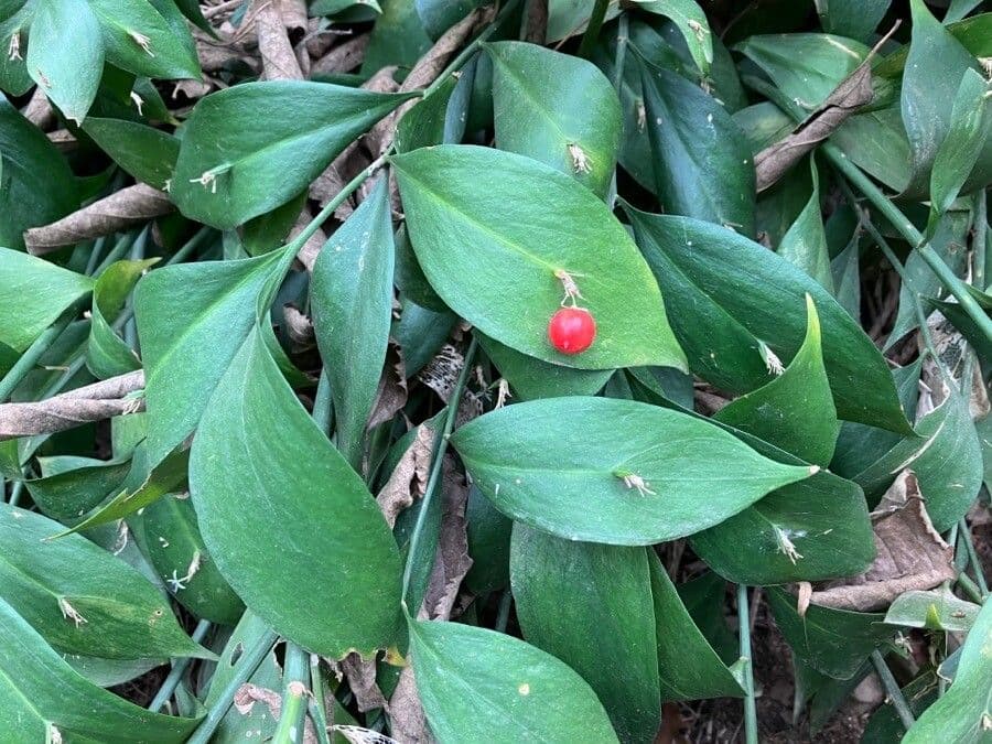 Ruscella 2