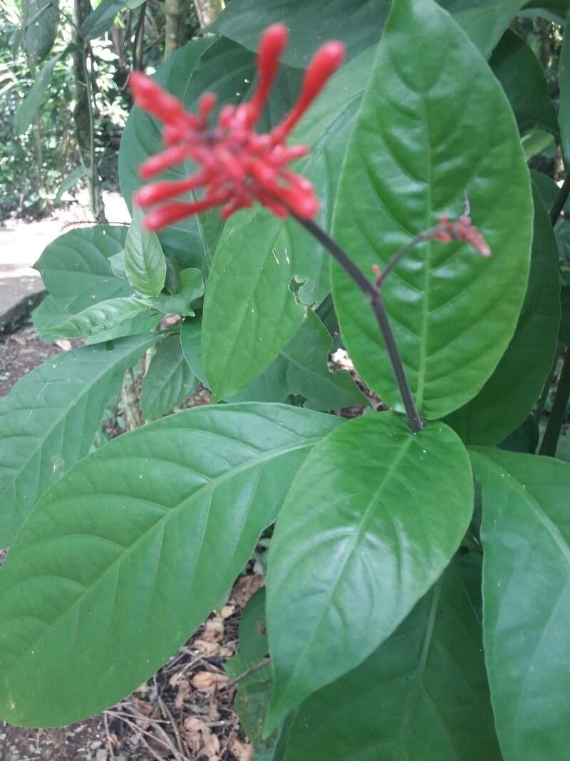 Odontonema 14