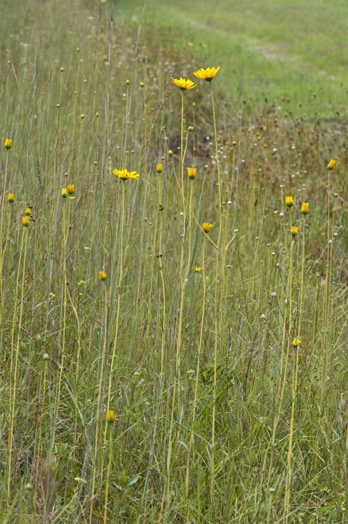 Girasol de hoja variable 6