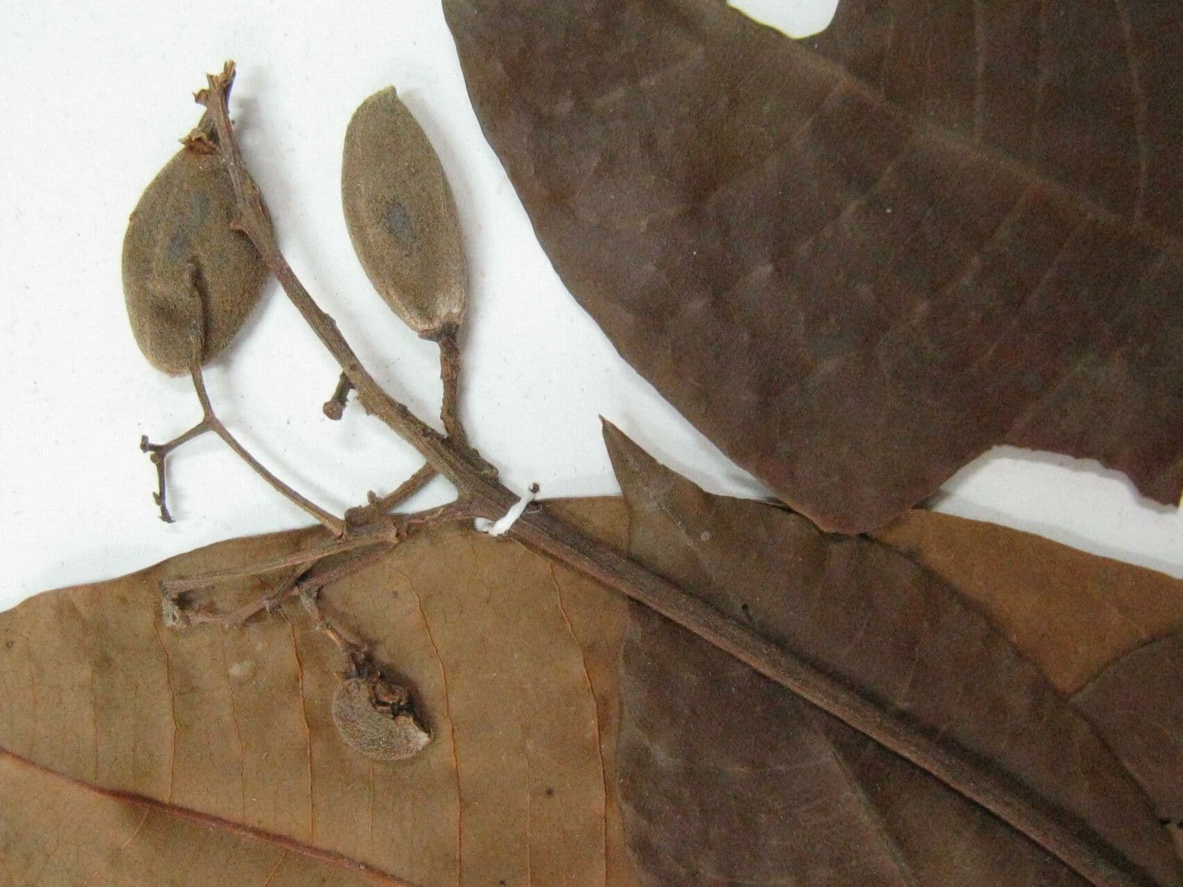 Trichilia cipo 3