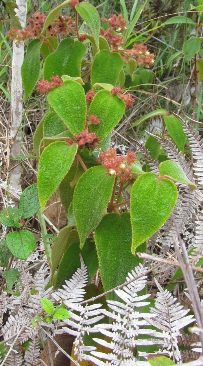 Miconia 8