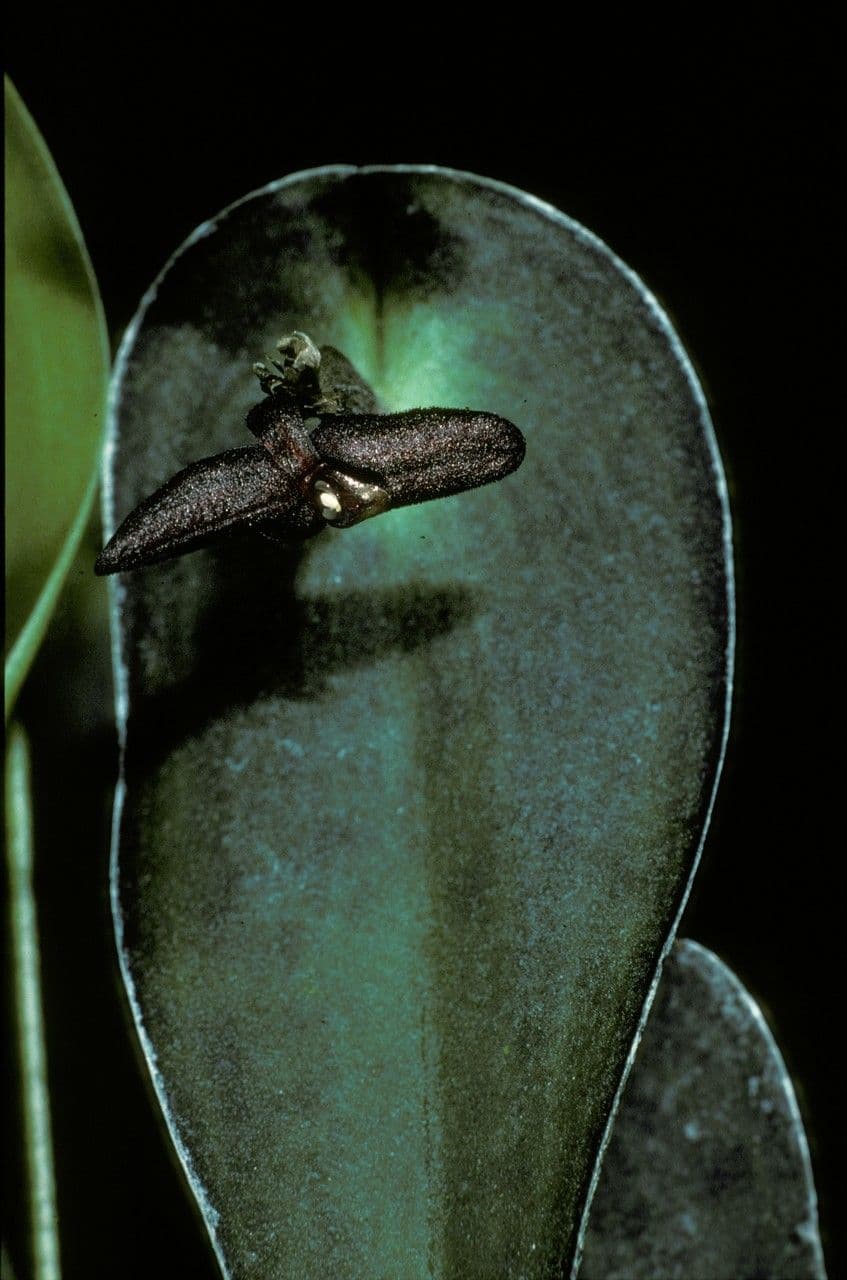 Pleurothallis 3