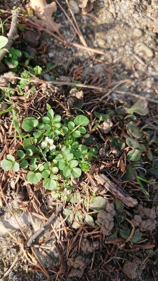 Billeri impatiens 6