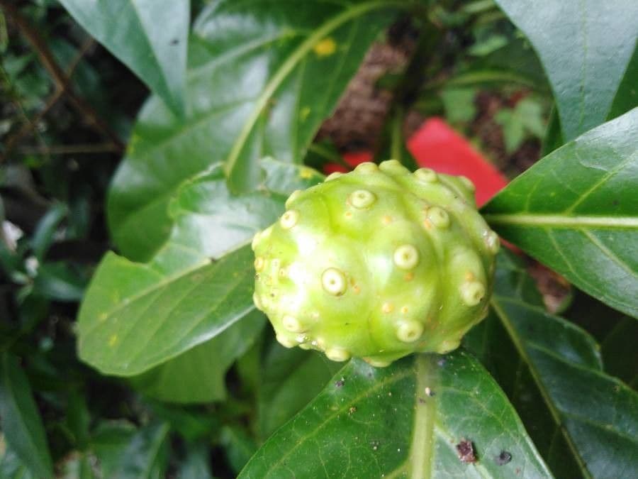 Indische Maulbeere 2