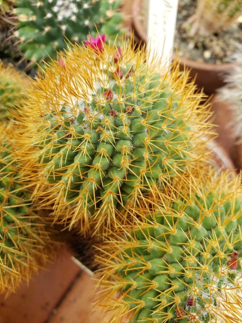 Cactus 6