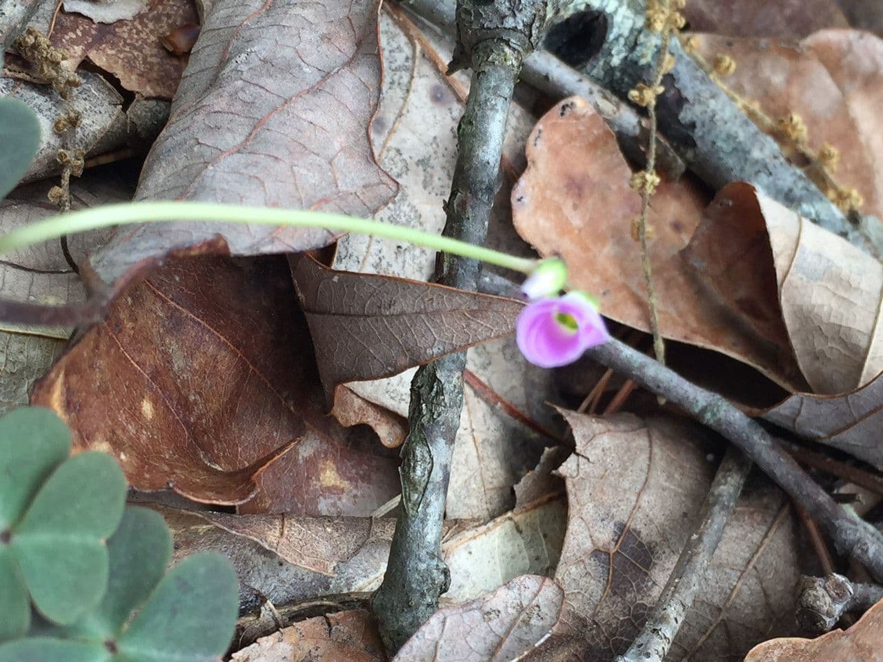 Acetosa viola 8