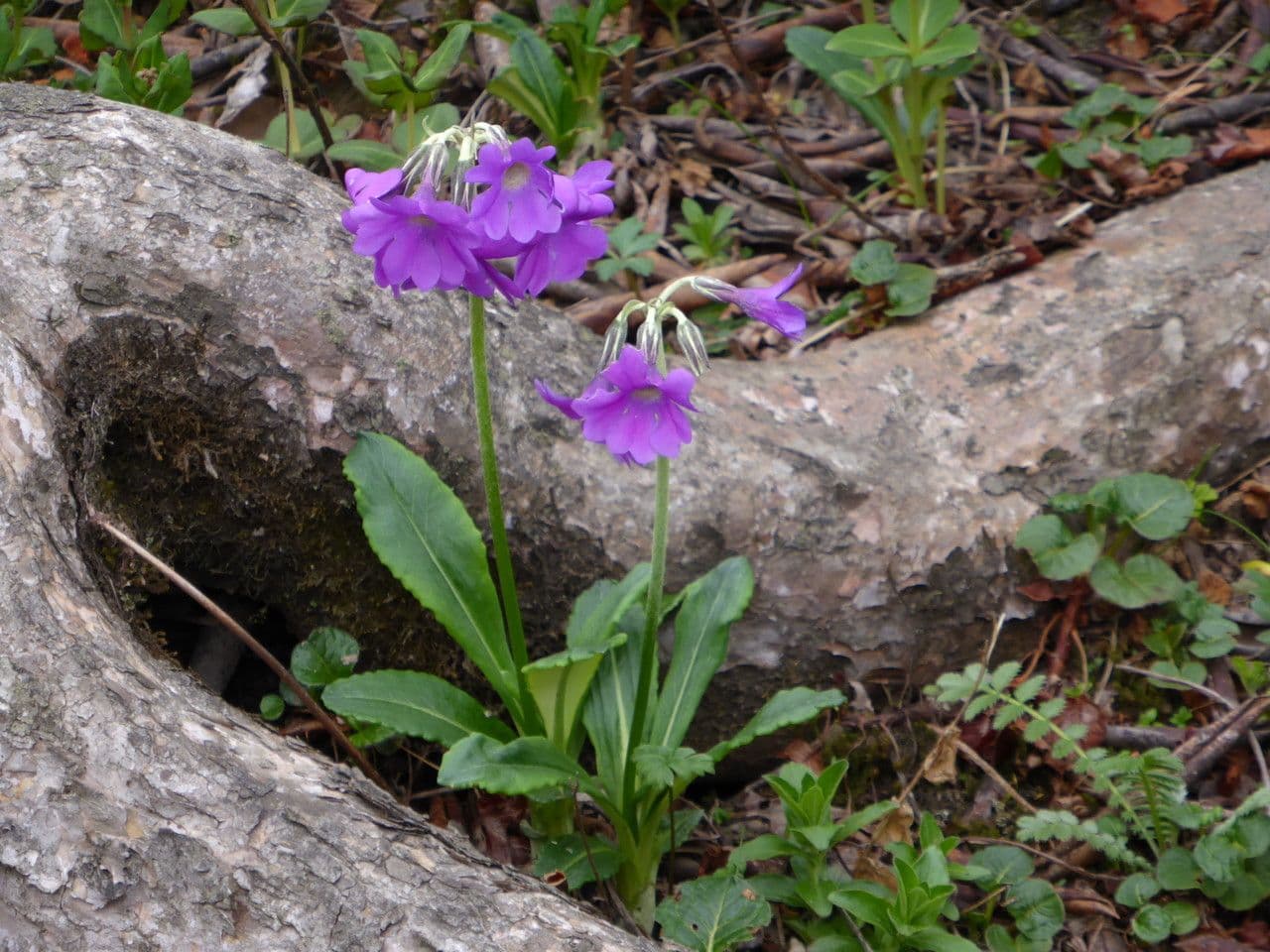 Primula