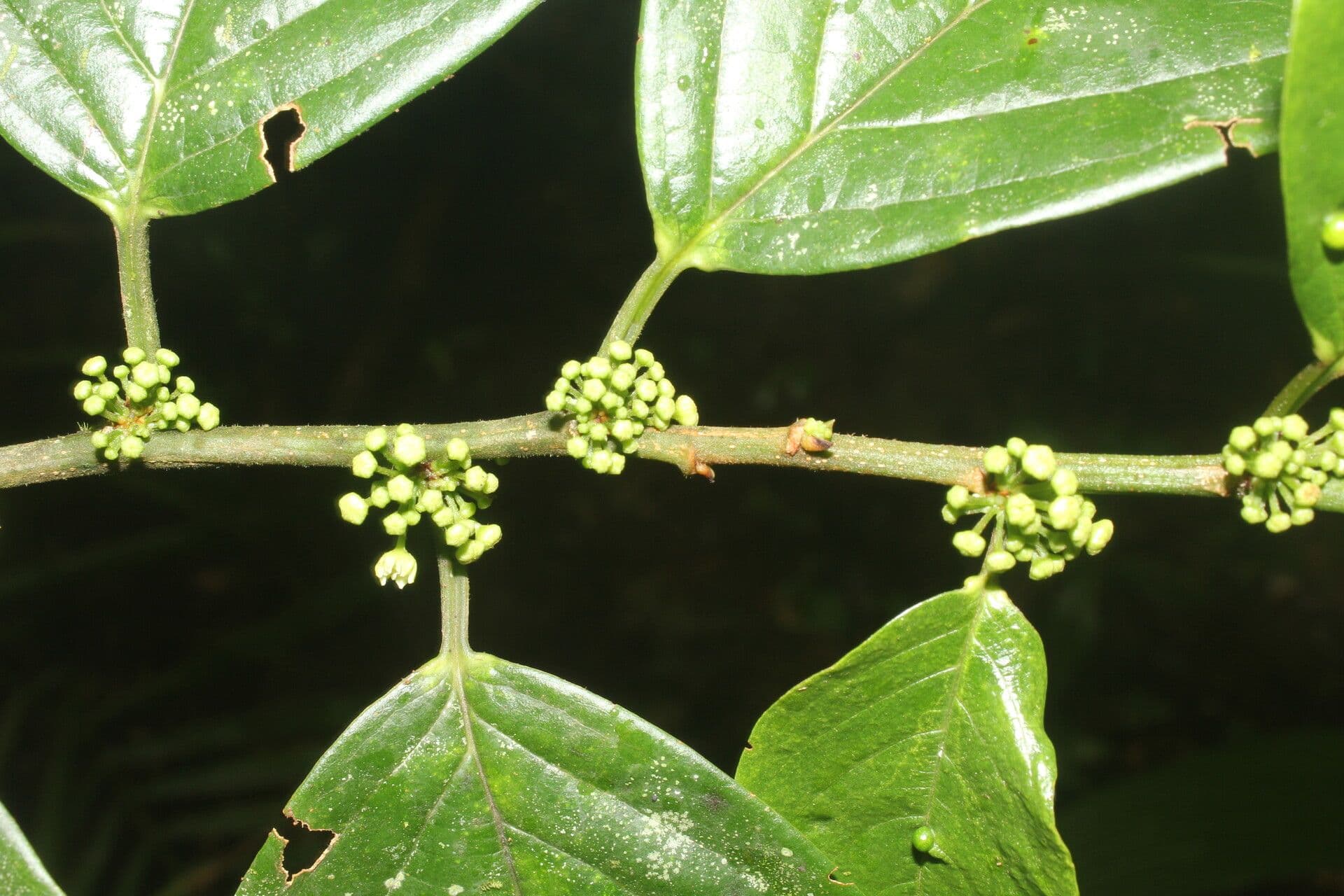 Colubrina 10