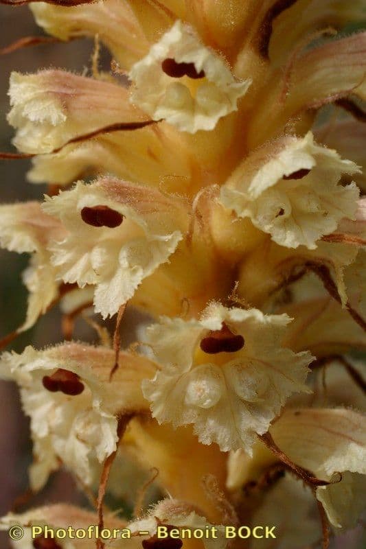 Orobanche amethystea 26