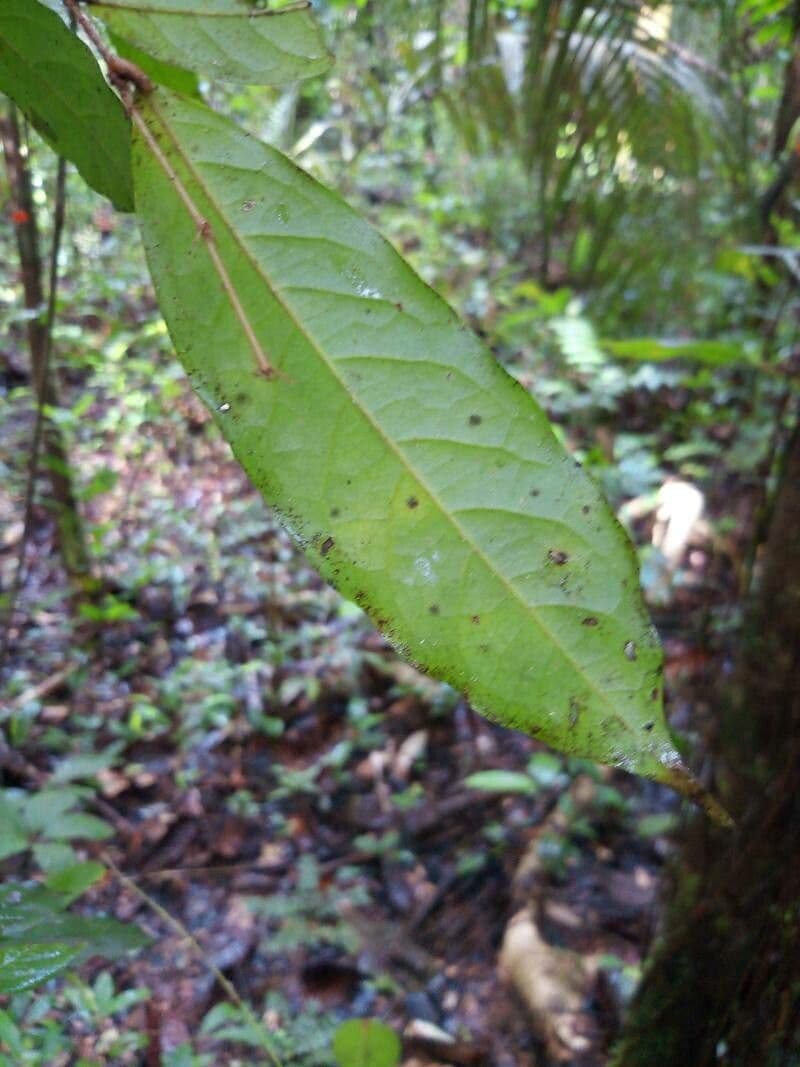 Hirtella 12