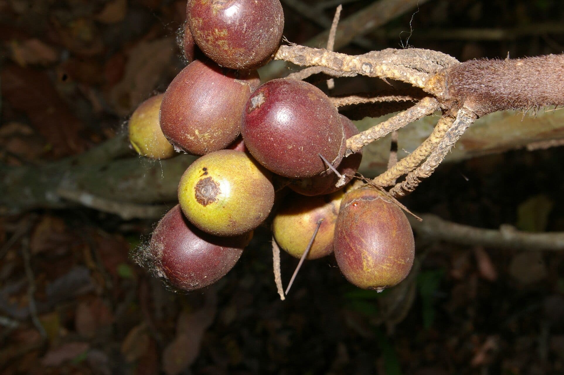Große Bactris-Palme
