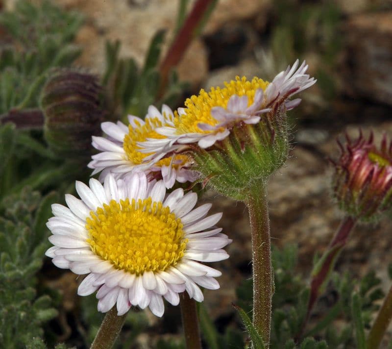 Erigeron errante 3