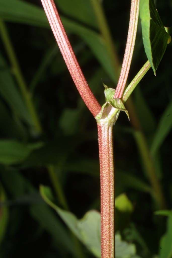 Trifoglio ibrido 25
