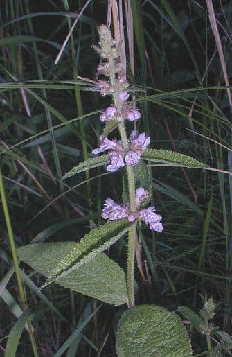 Rasca chlpatá 2