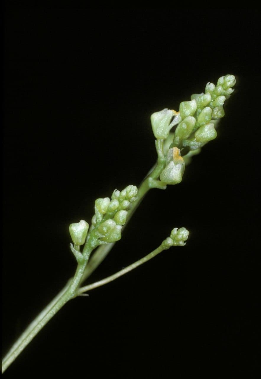 Trizeuxis