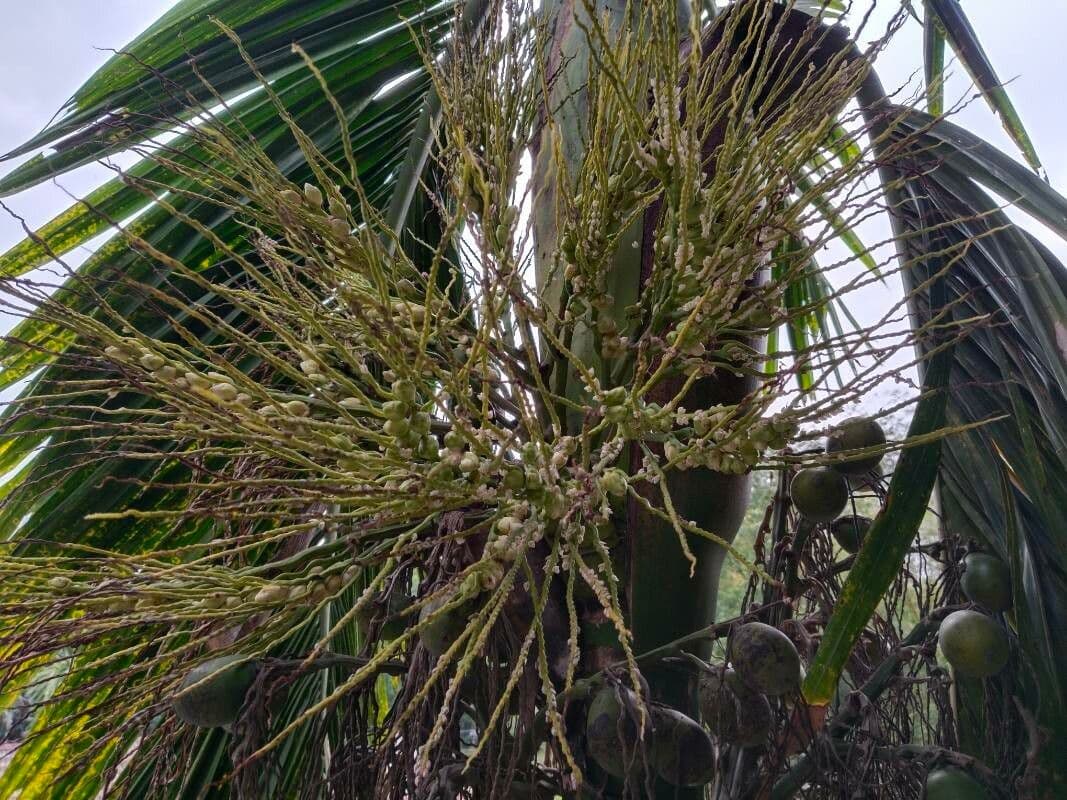 Areca 10