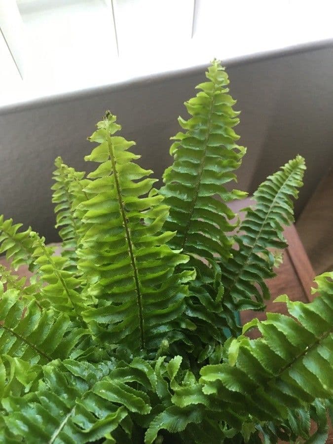 Nephrolepis exaltata 11