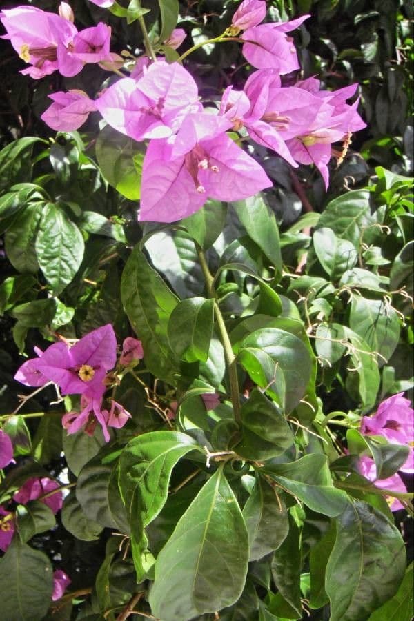 Bugenvilea hladká 20