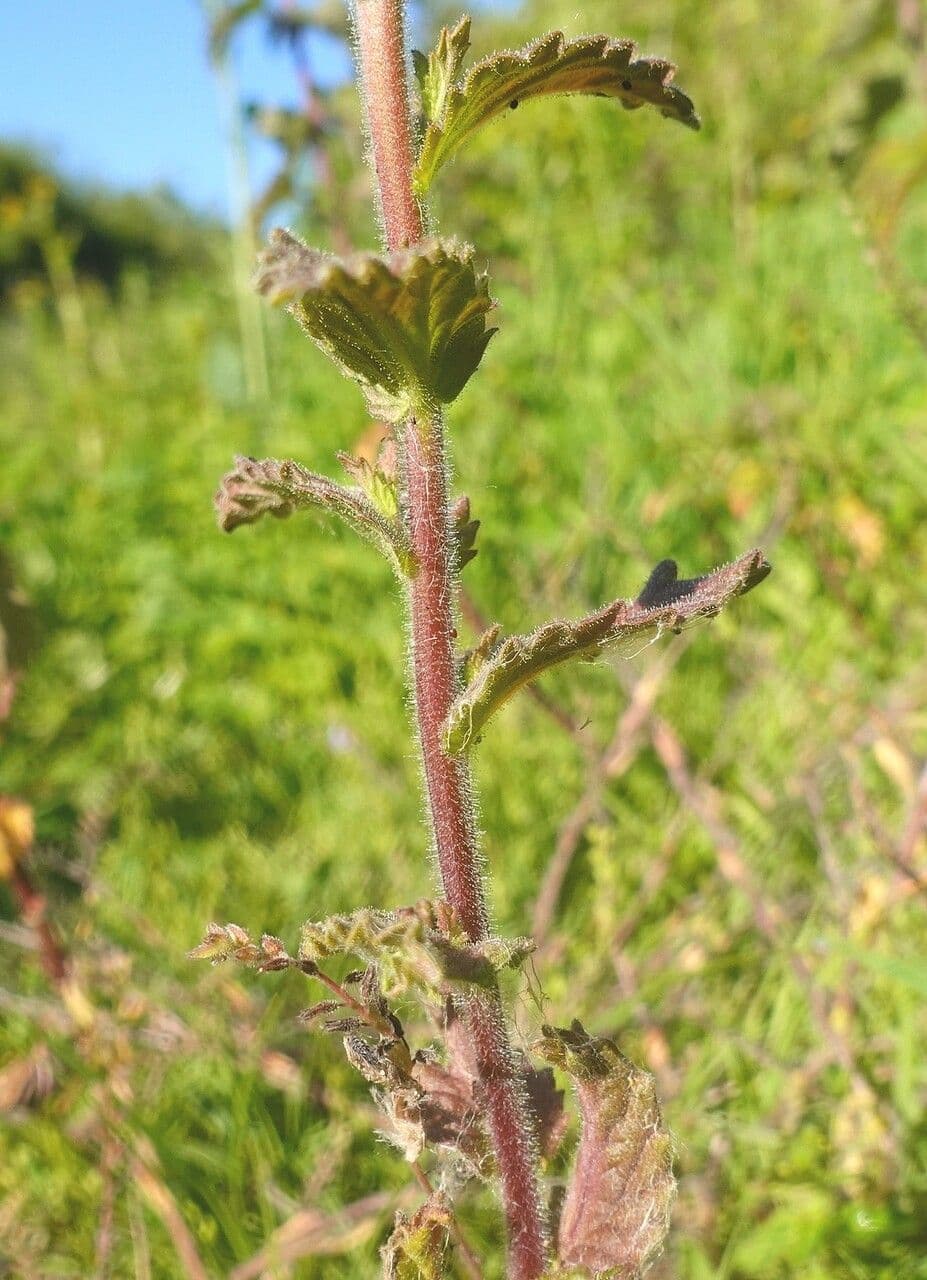 Speronella viscosa 25