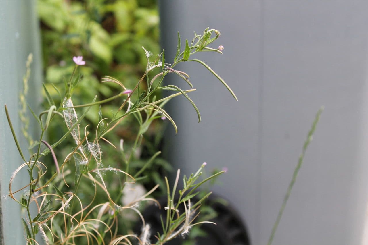Garofanino quadrangolare 27