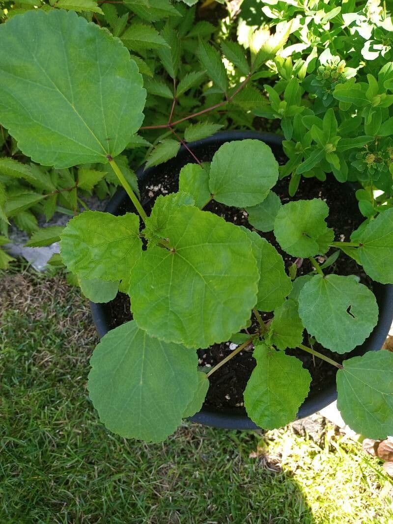 Malope 11