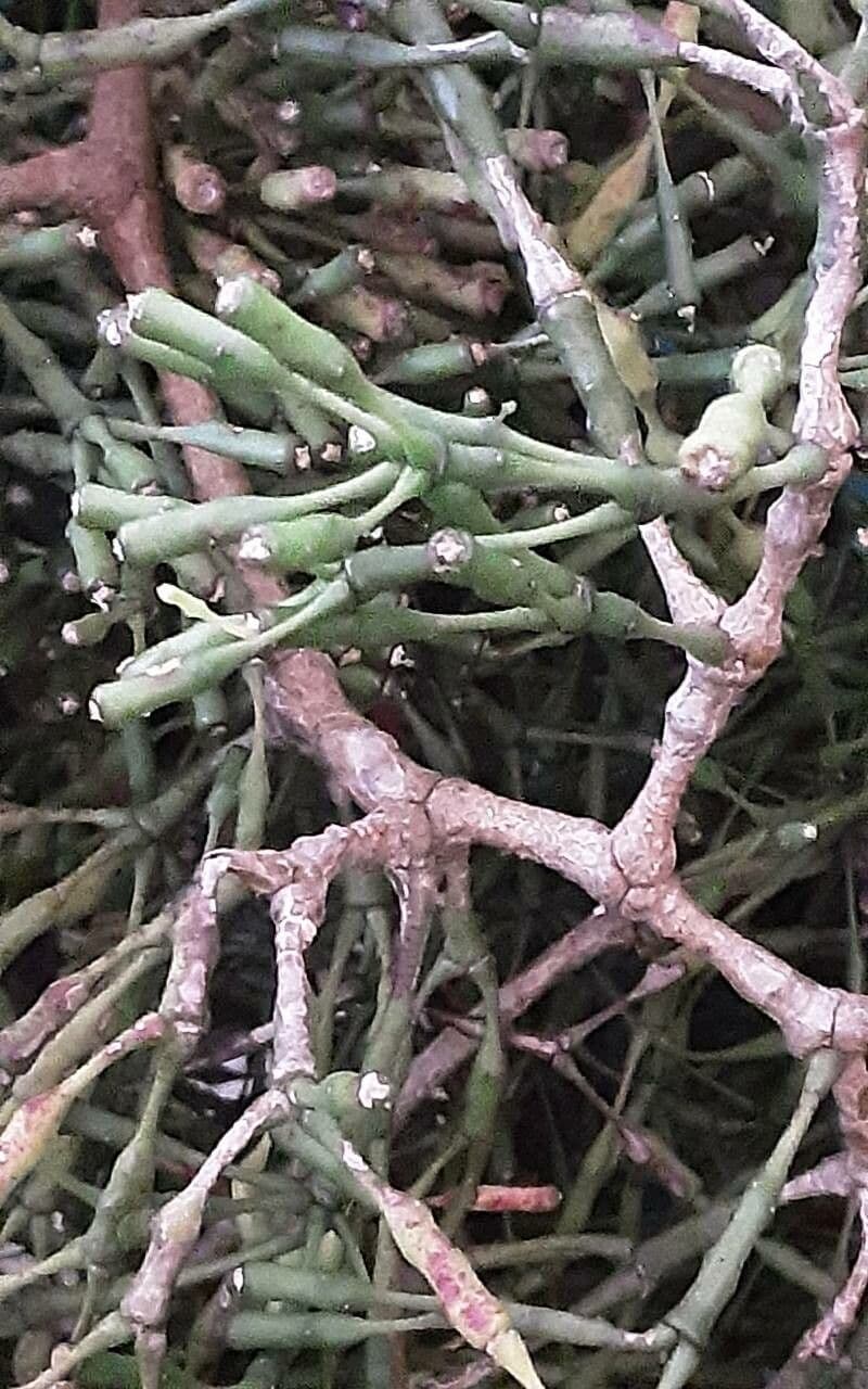 Cactus bottiglia 18