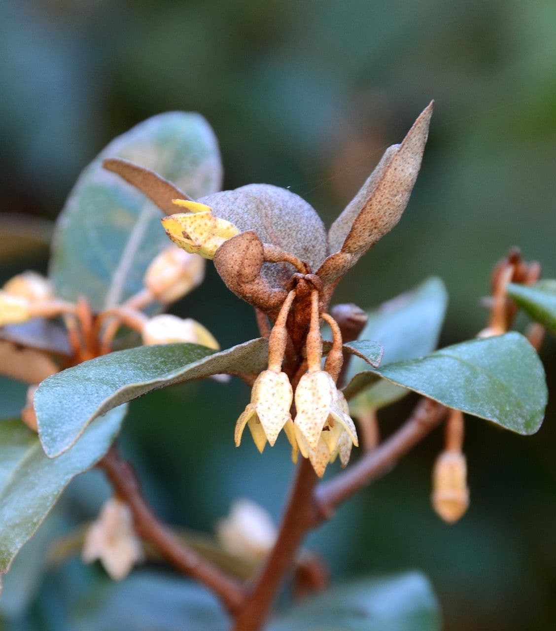 Elaeagnus 26