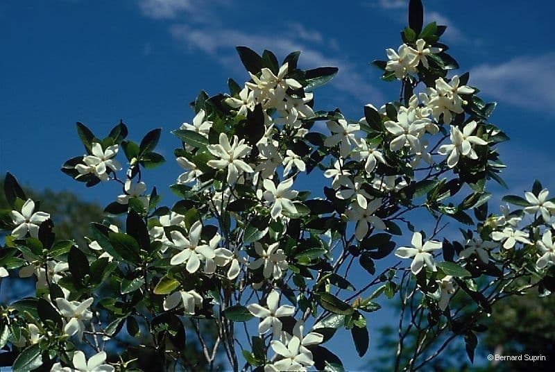 Gardenia 12