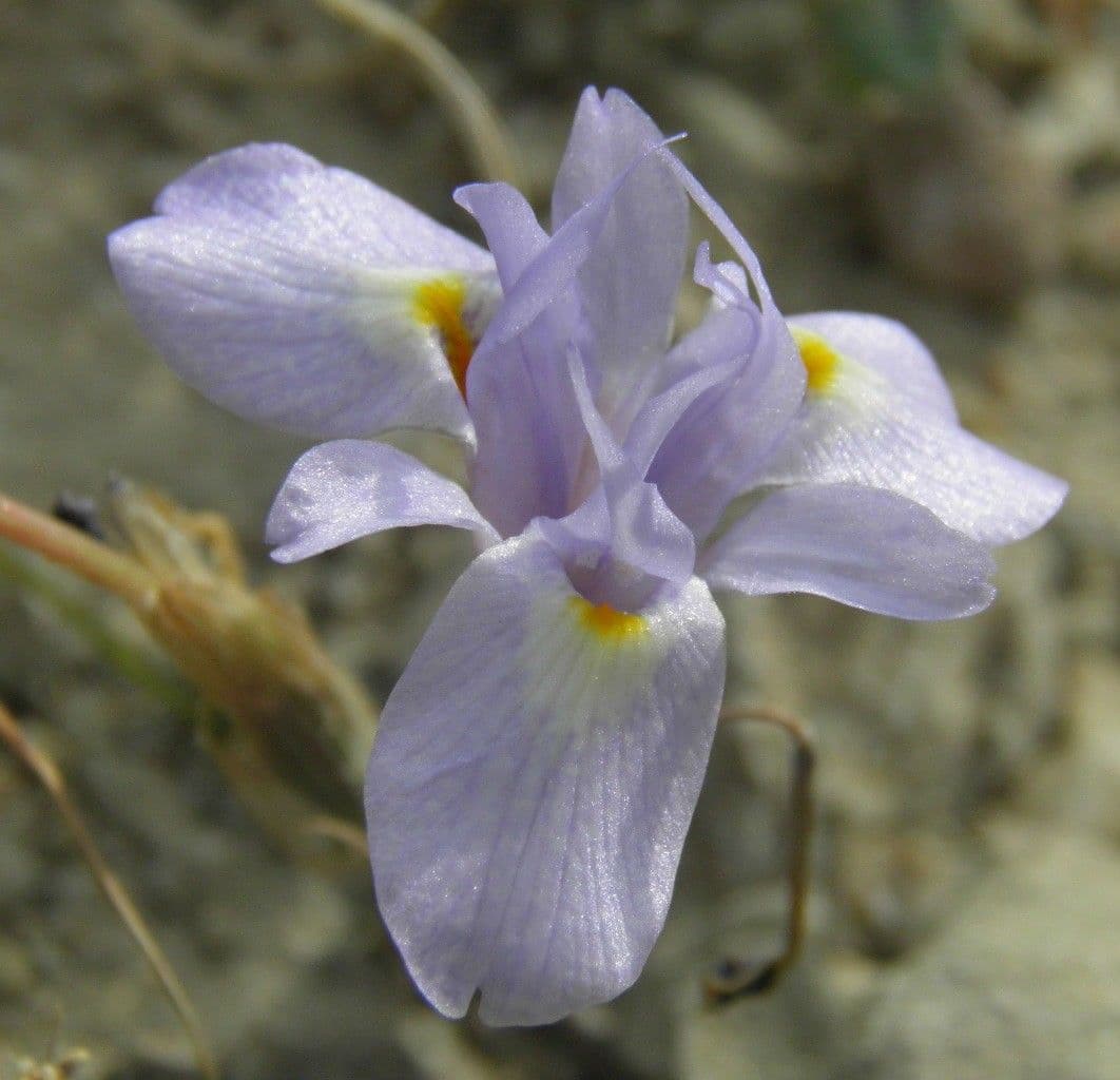 Tulipano blu 3