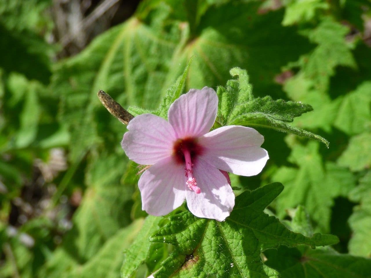 Urena lobata 9