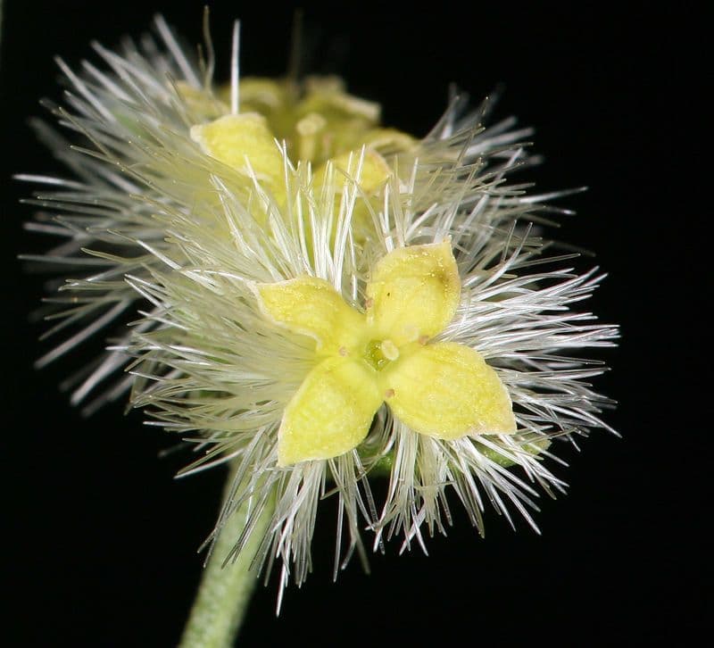 Galium serpenticum 5